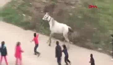 Bursa Yunuseli'de çocuklar yaralı atı böyle koşturdu