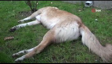 İzmit Belediyesi köpeklerin öldürülmesi ile ilgili o birimdeki tüm çalışanlarını açığa aldı