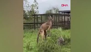 Kuyruğunun üzerinde durabilen kanguru viral oldu