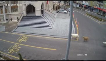 Nevşehir Belediyesi: 1 koyun,1 keçi, 3 kuzu tarafından esir alınmış bulunmaktayız