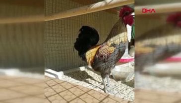 Öterken bayılan horoz için otomobil teklif edildi