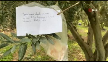 Bursa'da zeytin ağacının sadece yapraklarını aldı parasını da bıraktı