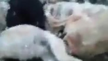 Onlarcasını öldürüp Bursa Mustafakemalpaşa'da ormana attılar!
