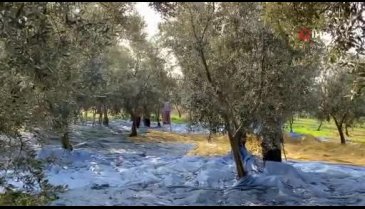 Bursa'da zeytin yaprağına ilgi büyüyor