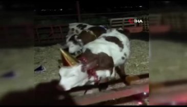 Bursa'da kısıtlama olunca yeni yıla inekleriyle girdi