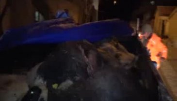 Alkollü sürücü koyunları telef etti