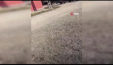 Kendisine saldıran sokak köpeğini bıçakladı