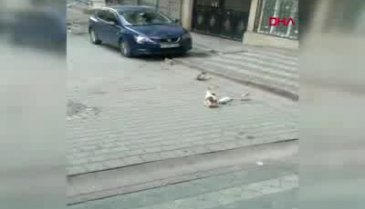 Anne kedi ölen yavrusunun başından ayrılmadı