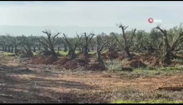 Bursa İznik'te zeytin ağaçlarını kesip internetten sattılar!