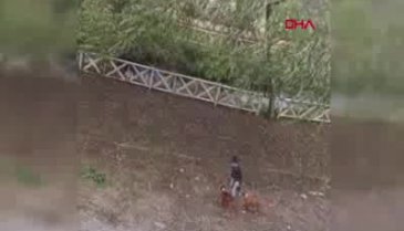 Köpeğe sopayla defalarca vurdu!