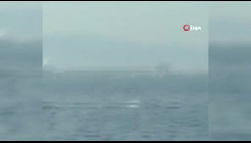 Bursa'da yunusların şovu izleyenleri büyüledi