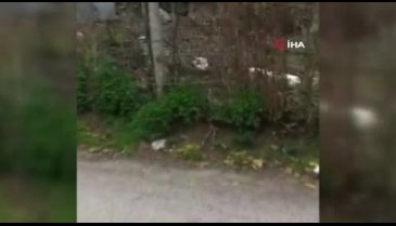 Yavru köpekleri annelerinden ayıran görevlileri uyaran gence ilginç tepki