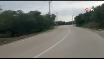Bursa'da yolda önlerine çıkan domuz sürüsünü görüntülediler