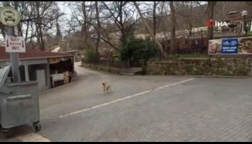 Bursa'da köpeklerin drone ile imtihanı
