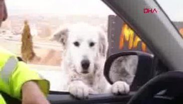 Trafik polisinden ekip otosunun camından bakan köpeğe gülümseten soru