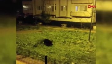 Bursa Mudanya'da merkeze inen domuz sürüsü tedirginlik yarattı