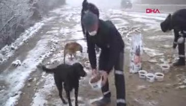 Bursa'da yavru köpekler donmaktan kurtarıldı