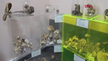 'Ölümsüzlük mantarı' Türkiye'de üretildi! Kilosu 3 bin lira