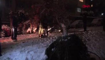 Bursa'da kar yağışı ağacı devirdi