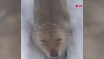 Bursa'da sokak köpeği ile 6 yavrusunu donmaktan kurtarıp, sahiplendi