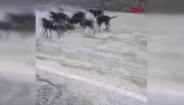 Vurarak yaraladıkları yavru domuzu köpeklere parçalattılar