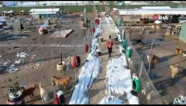 Bursa'da sokağa atılan 500 köpeğe bakıyor, ücretsiz olarak sahiplendiriyor