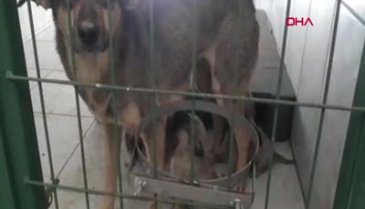 Bursa'da enkaz altından kurtarılan köpek ile 5 yavrusu sağlığına kavuştu