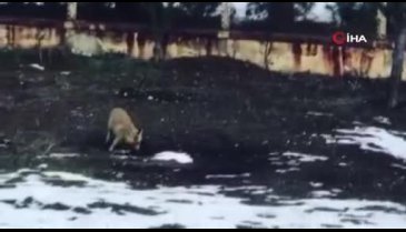 Tavuğunu yiyen tilkiye "Afiyet olsun" dedi