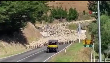 Yeni Zelanda'da 3 bin kuzu köprüyü trafiğe kapattı