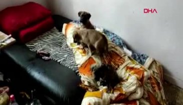 Yavru köpeklere cinsel istismar iddiasıyla gözaltına alındı