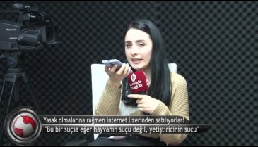 Yasak ırk köpekler internet üzerinden satılıyor! (ÖZEL HABER)