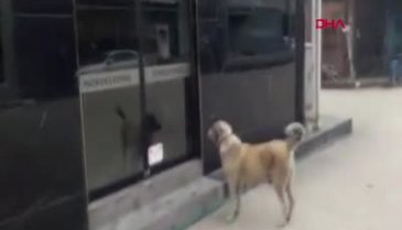 Bursa'da aç kalan sokak köpeğinin börekçiden yiyecek aldığı anlar kamerada