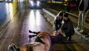 Bursa İnegöl'de dehşet anları! Başıboş ata kamyonet çarptı - 2