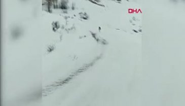 Sivas'ta köye inen kurt kamerada