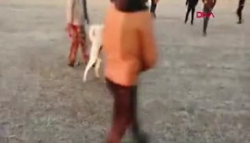 Köpek dövüştüren 5 kişiye 39 bin lira para cezası