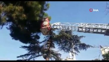 Bursa Orhangazi'de kaçan muhabbet kuşları için itfaiye seferber oldu
