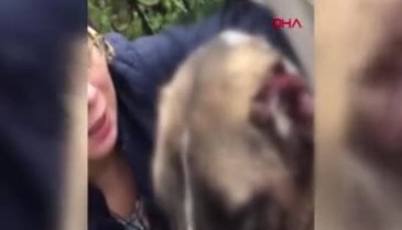 Bursa'da kulakları kesilen köpek, zincirden kurtulup ilk sahibine gitti