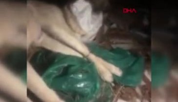 Tam bir vahşet! Ayaklarını bağlayıp zehirlediler