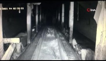 İneklerin deprem paniği kamerada