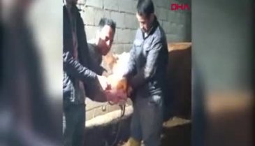 İneğin midesinde biriken gazı hortumla çıkarıp yaktılar!