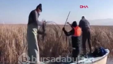 Bursa Uluabat gölünde pinter ile avlanılan 500 kilo balık ve 27 kaplumbağa doğaya bırakıldı