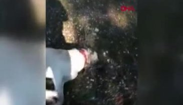 Zehirli balık kafalarından yiyen 8 köpek öldü