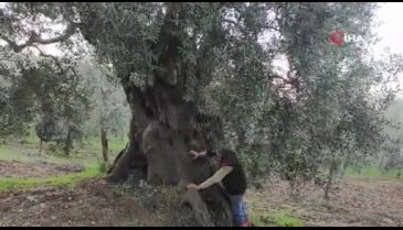 Bursa'da bin 500 yıllık zeytin ağacı şifa dağıtıyor