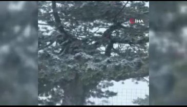 Bursa Uludağ'da kar yağışı başladı