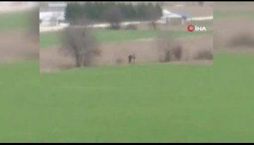 Köpeğe tecavüz ederken suçüstü yakalanan şahsa 15 bin lira ceza