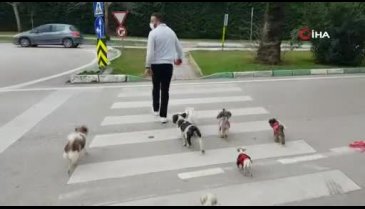 Bursa'da tek komutla 7 tane köpeği karşıdan karşıya geçiriyor