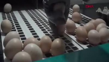 Yumurta üreticisinden 'gezen tavuk yumurtası' uyarısı