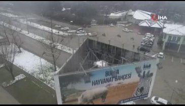 Sıcak iklime alışkın lemurlar Bursa'da kışı böyle geçiriyor