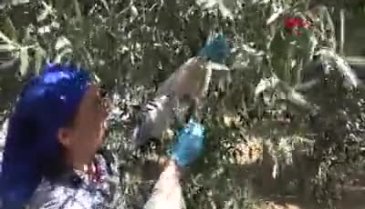 Pandemide talebin arttığı zeytinyağında tağşiş uyarısı