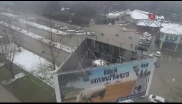 Bursa'da flamingo ailesine 12 yeni üye